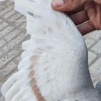 جفت جوانه ساده هفت رنگ