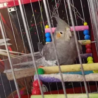 عروس هلندی|لوازم جانبی حیوانات|قم, شهر قائم|دیوار