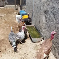 ۵عددبوقلمون ماده و۱ عددنر
