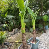 بابا آدم تنه دار