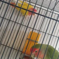 کوتوله برزیلی رنگ خاص