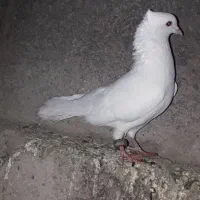 نرسفیدکاکلی