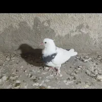 جوجه طوقی کاکل معاوضه با مرغ|پرنده|سراوان, |دیوار