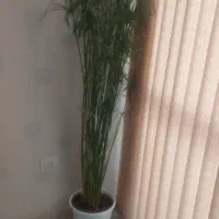 گل نخل مرداب