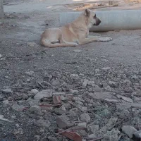 ماده سگ کانگال|سگ|پاکدشت, پاکدشت (مامازند)|دیوار