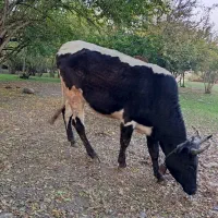 لیشه اث چالوسی