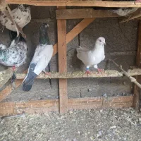 کبوتران پرشی|پرنده|رشت, توشیبا|دیوار