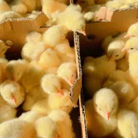 جوجه گوشتی نژاد راس ۳۰۸