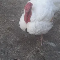 بوقلمون|حیوانات مزرعه|بندر دیر, |دیوار