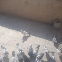 کفتر پرشی|پرنده|کهریزک, |دیوار