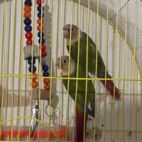 پرنده۶ماهه