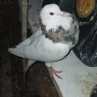 کبوتر طوقی روی جوجه|پرنده|یاسوج, |دیوار