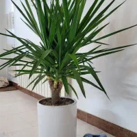 گیاه یوکا، پر و سرحال، سن و سال دار