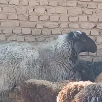 بره نر|حیوانات مزرعه|کویرات, |دیوار