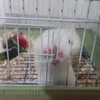 همستر سوری ماده|موش و خرگوش|تهران, مختاری|دیوار