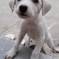 سگ اشمیز پاکوتاه سفید|سگ|بهشهر, |دیوار