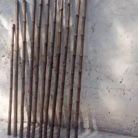 خزاان 2مترین|گل و گیاه طبیعی|شادگان, |دیوار