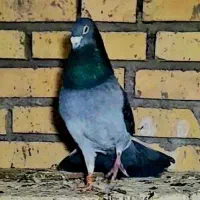 کبوتر نر چاپی پلاکی