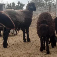 بره قوچ|حیوانات مزرعه|گنبد کاووس, |دیوار