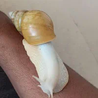 فروش حلزون جوجه حلزون و خاویار