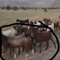 بز و پازن|حیوانات|برازجان, |دیوار