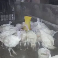 بوقلمون بیوتی 6|حیوانات مزرعه|سبزوار, قصبه غربی|دیوار