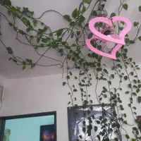 گل پتوس|گل و گیاه طبیعی|قیامدشت - خاورشهر, |دیوار