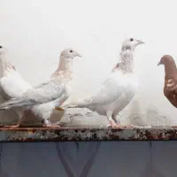 کبوتر سار.پرشی