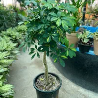 شفلرا بافت،لوکس،برگ پرپشت،نگهداری آسان،قیمت تولیدی|گل و گیاه طبیعی|رشت, بیجارپس|دیوار