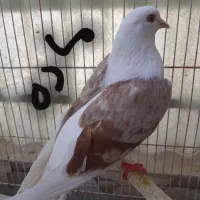 کفتر پرشی سبز ماده ،پشت زرد معاوضه باطوطی برزیلی|پرنده|محمدشهر, همایون ویلا|دیوار