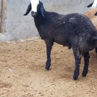 بره قوچ اصیل شال