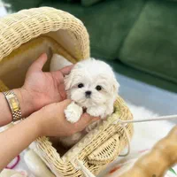 شیتزو تیکاپ سایز صفر|سگ|شیراز, شهرک گلستان|دیوار