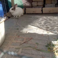 خرگوش|موش و خرگوش|دورود, |دیوار