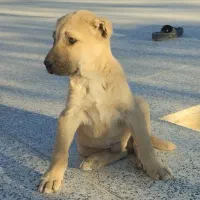 توله خراسانی