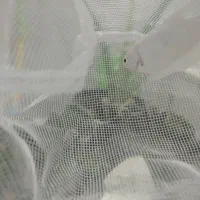 ماهی گرامی|ماهی|اردکان, |دیوار