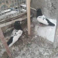 کفتر سینه سیاه
