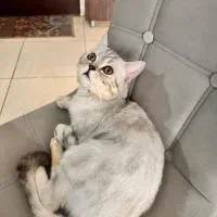 گربه اسکاتیش اصیل