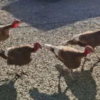 بوقلمون چهارعددنرهستن نژاد بربون|حیوانات مزرعه|معصومیه, |دیوار