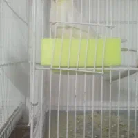 عروس هلندی نر