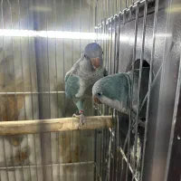 جفت راهب ابی مولد