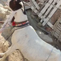 دو عدد بز اصل دار پنجاب|حیوانات مزرعه|چابهار, |دیوار