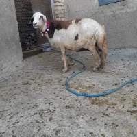 گوسفند میش قوچ