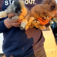 ۲ عدد خرگوش لوپ