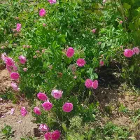 زمین جاده کلات جنب شهرک صنعتی سالن گلخانه