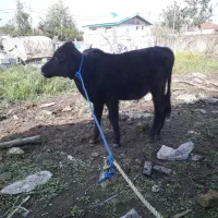 ورزا کوله چالوسی فوق العاده جنس لیشه گاو|حیوانات مزرعه|رشت, حومه رشت|دیوار