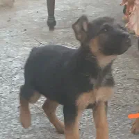 توله سگ ژرمن اصیل