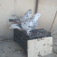 کبوتر سوسکی