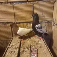 جفت سینه ای