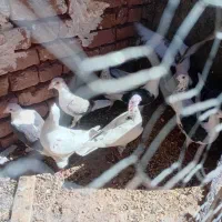 آلمانی پرشی|پرنده|زاوه, |دیوار