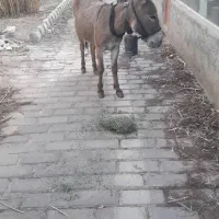 مادیون و خر ماده|اسب و تجهیزات اسبسواری|سمنان, |دیوار